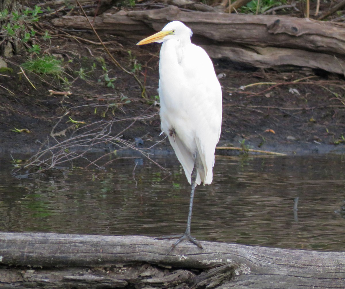 Great Egret - ML616502161