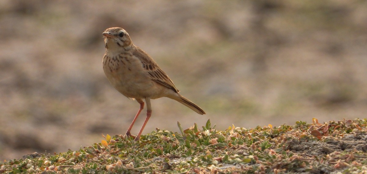 Paddyfield Pipit - ML616502174