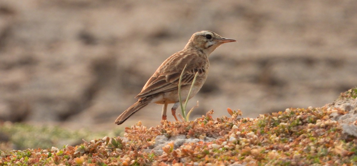 Paddyfield Pipit - tina shangloo