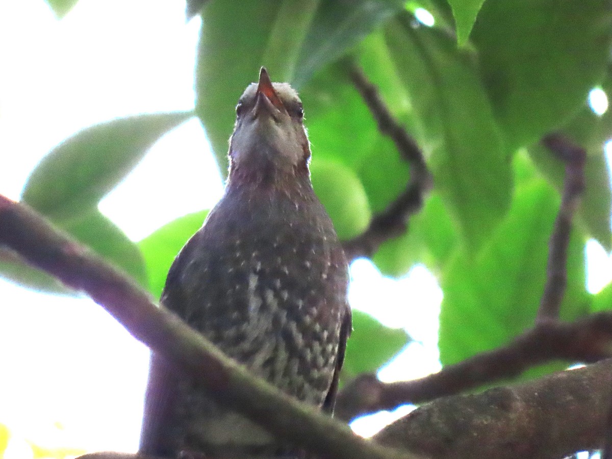 Brown-eared Bulbul - ML616502176