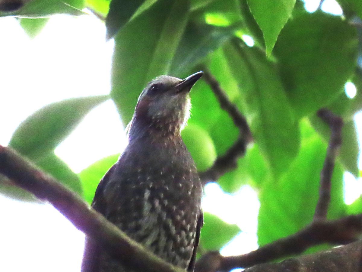 Brown-eared Bulbul - ML616502177