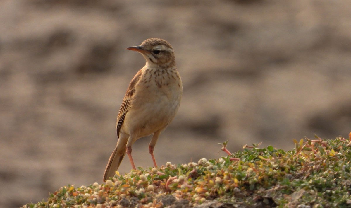 Paddyfield Pipit - ML616502179