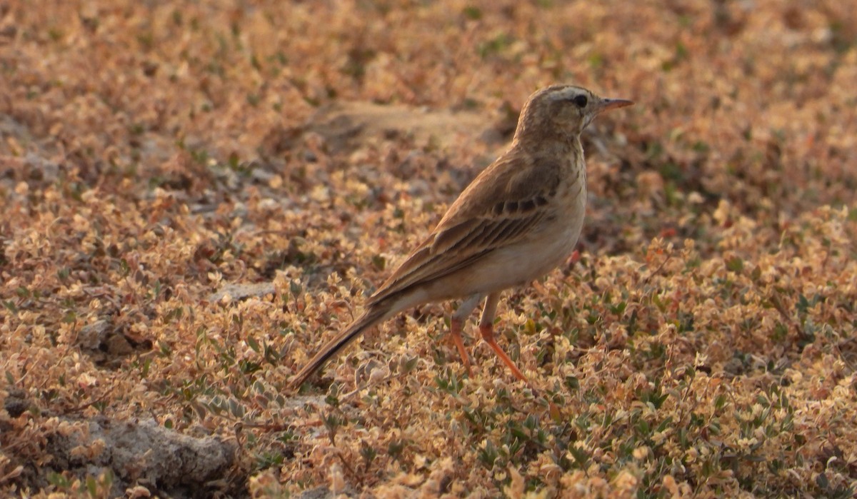 Paddyfield Pipit - ML616502182