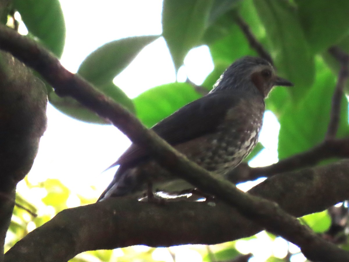 Brown-eared Bulbul - ML616502183