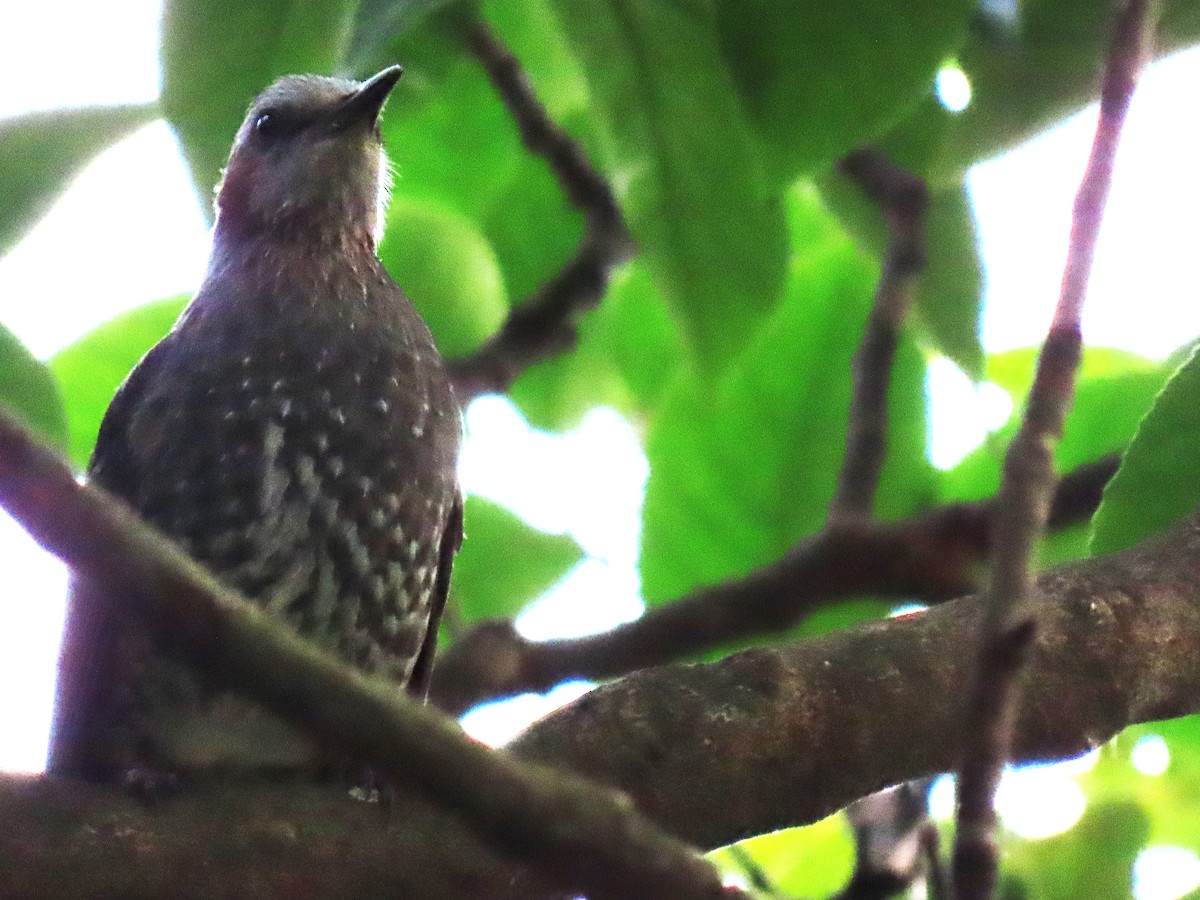 Brown-eared Bulbul - ML616502185