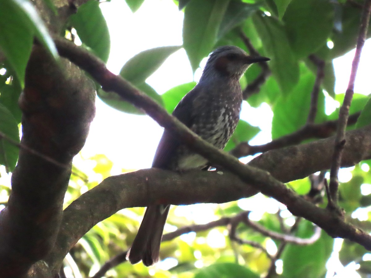 Brown-eared Bulbul - ML616502186