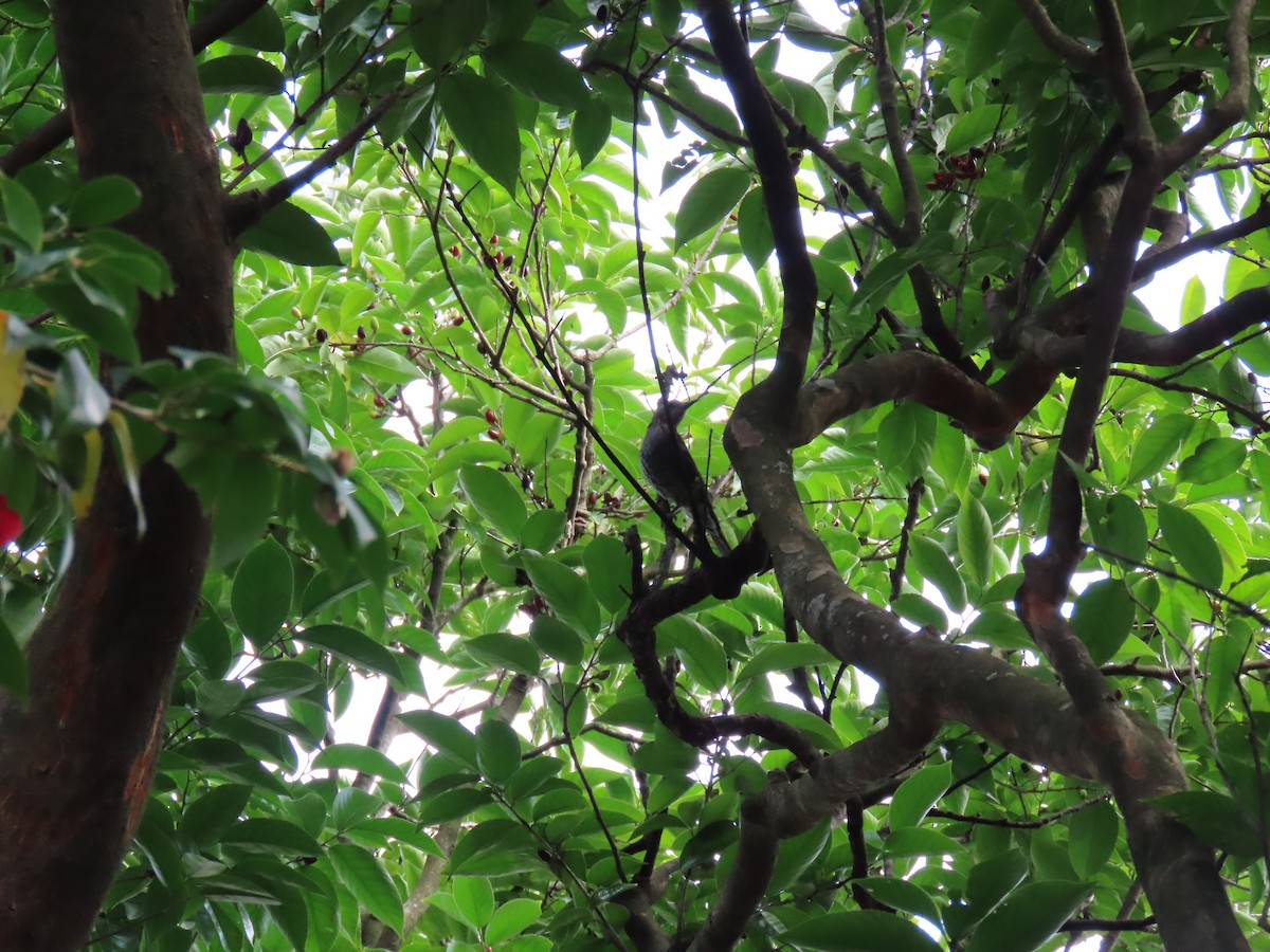 Brown-eared Bulbul - ML616502189