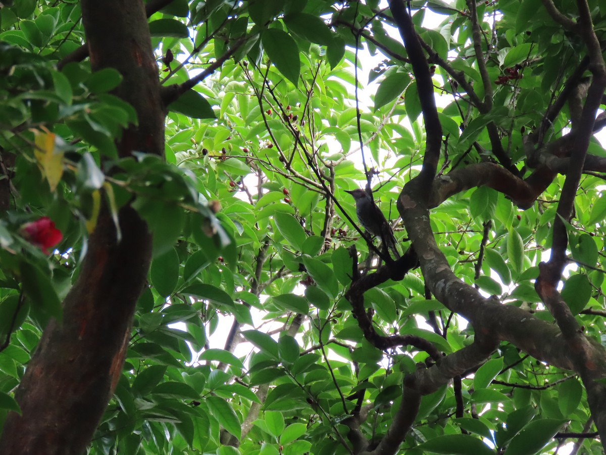 Brown-eared Bulbul - ML616502190