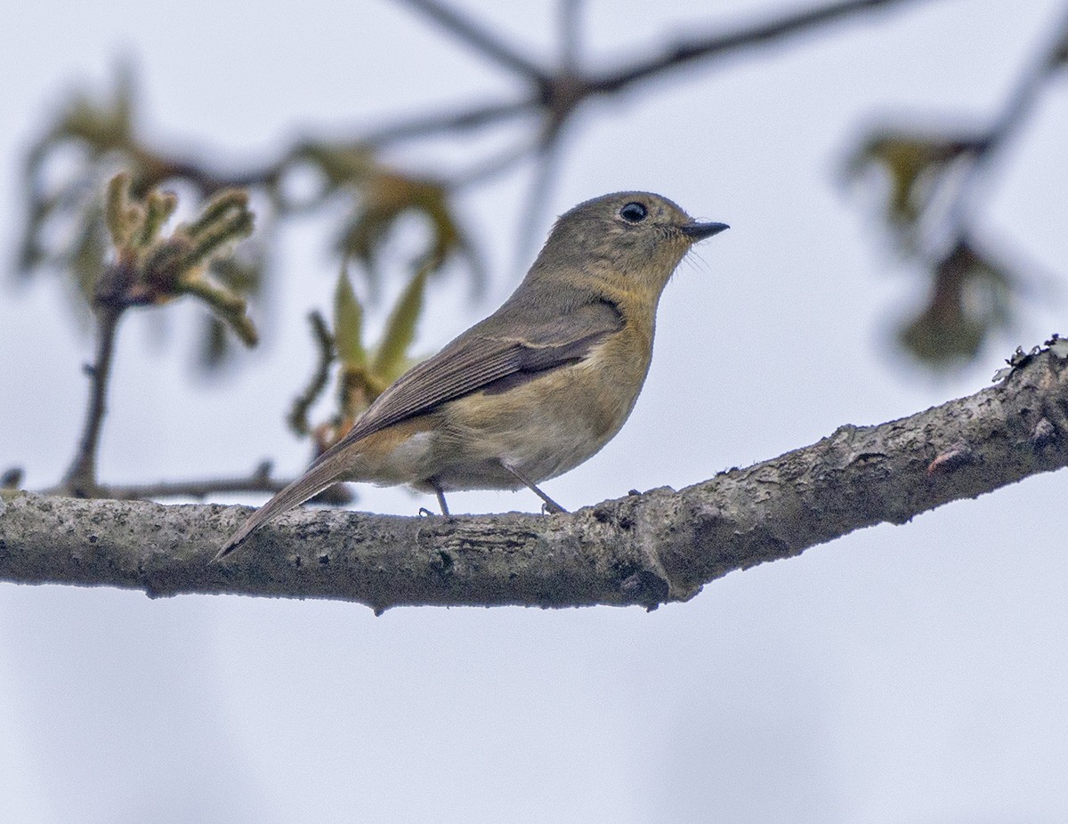 Slaty-backed Flycatcher - Rejaul Karim