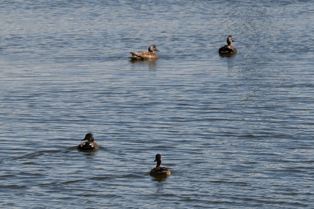 Gadwall - ML616502218