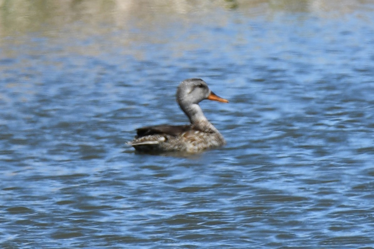 Gadwall - ML616502219