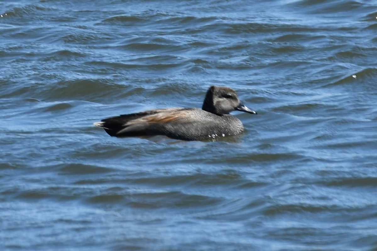 Gadwall - ML616502220