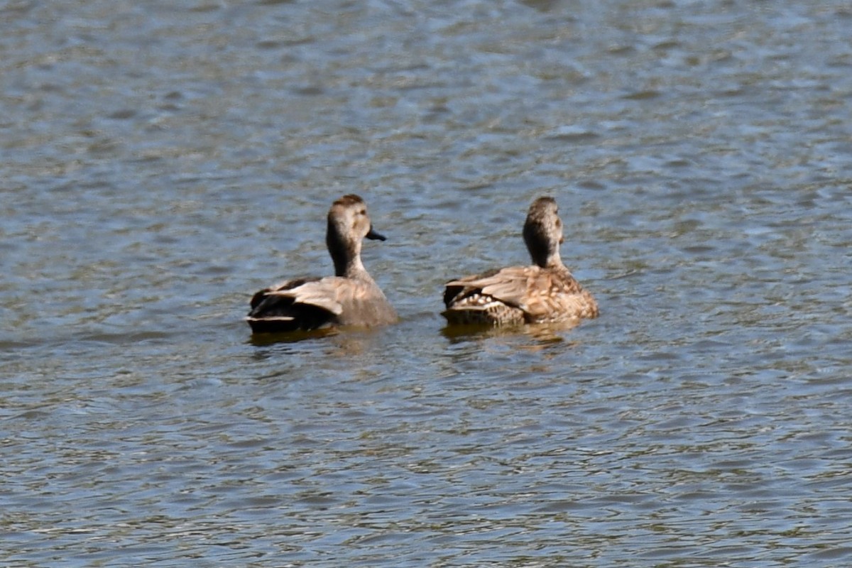 Gadwall - Carmen Ricer