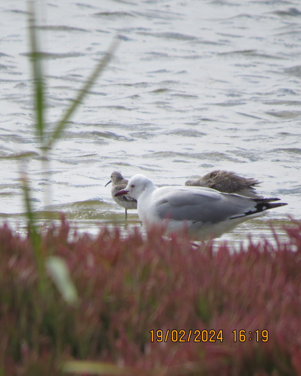 Curlew Sandpiper - ML616502259