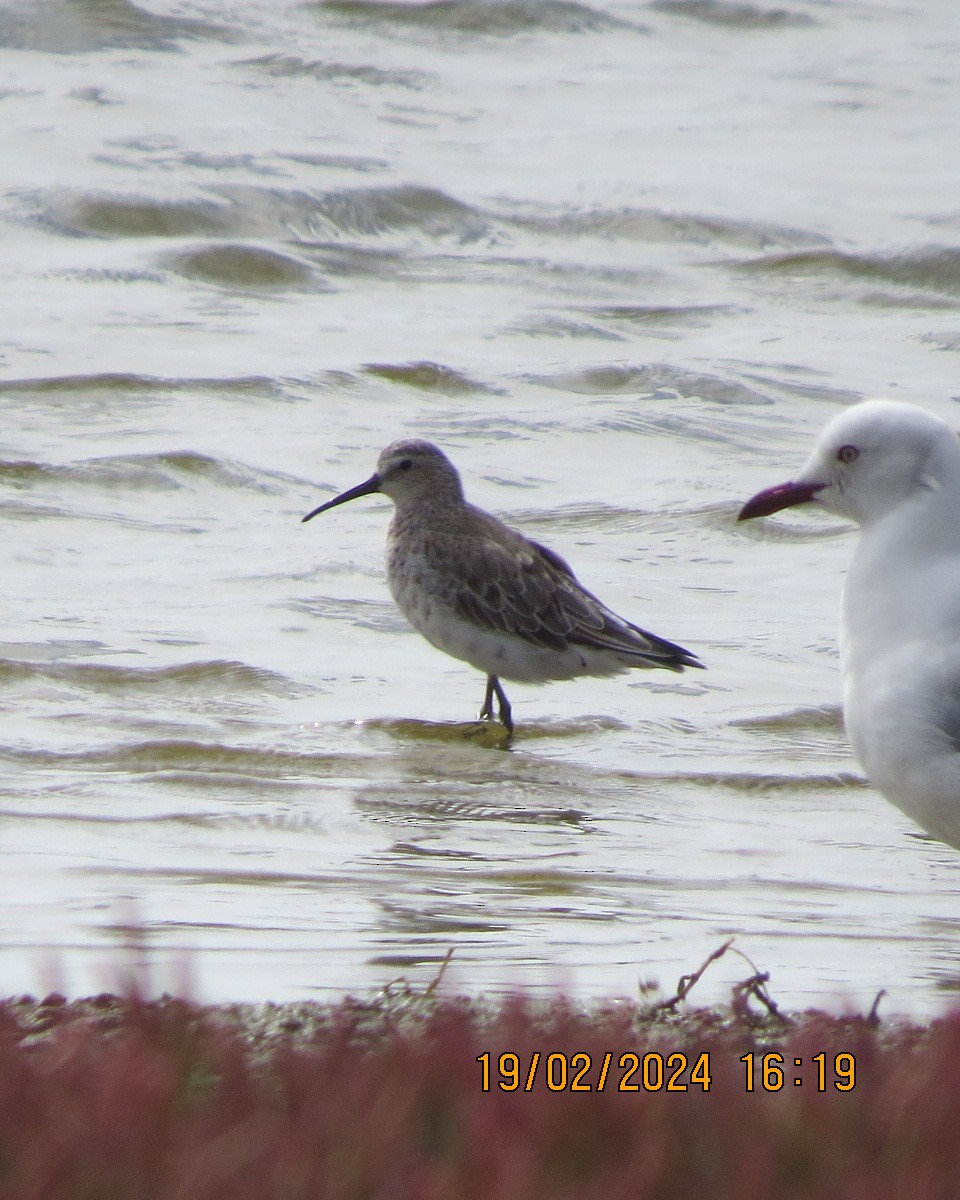 Curlew Sandpiper - ML616502260