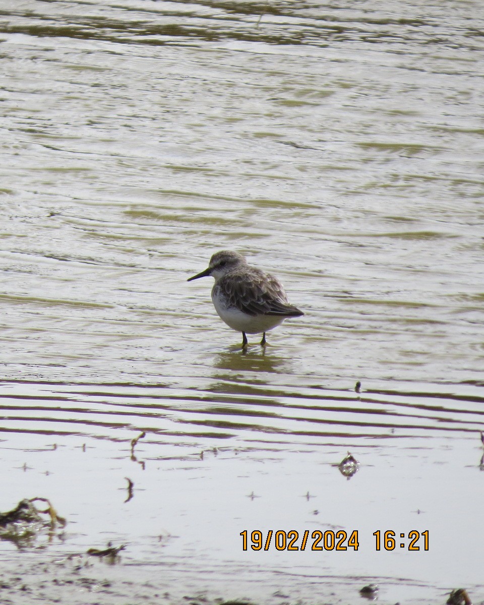 Little Stint - ML616502268