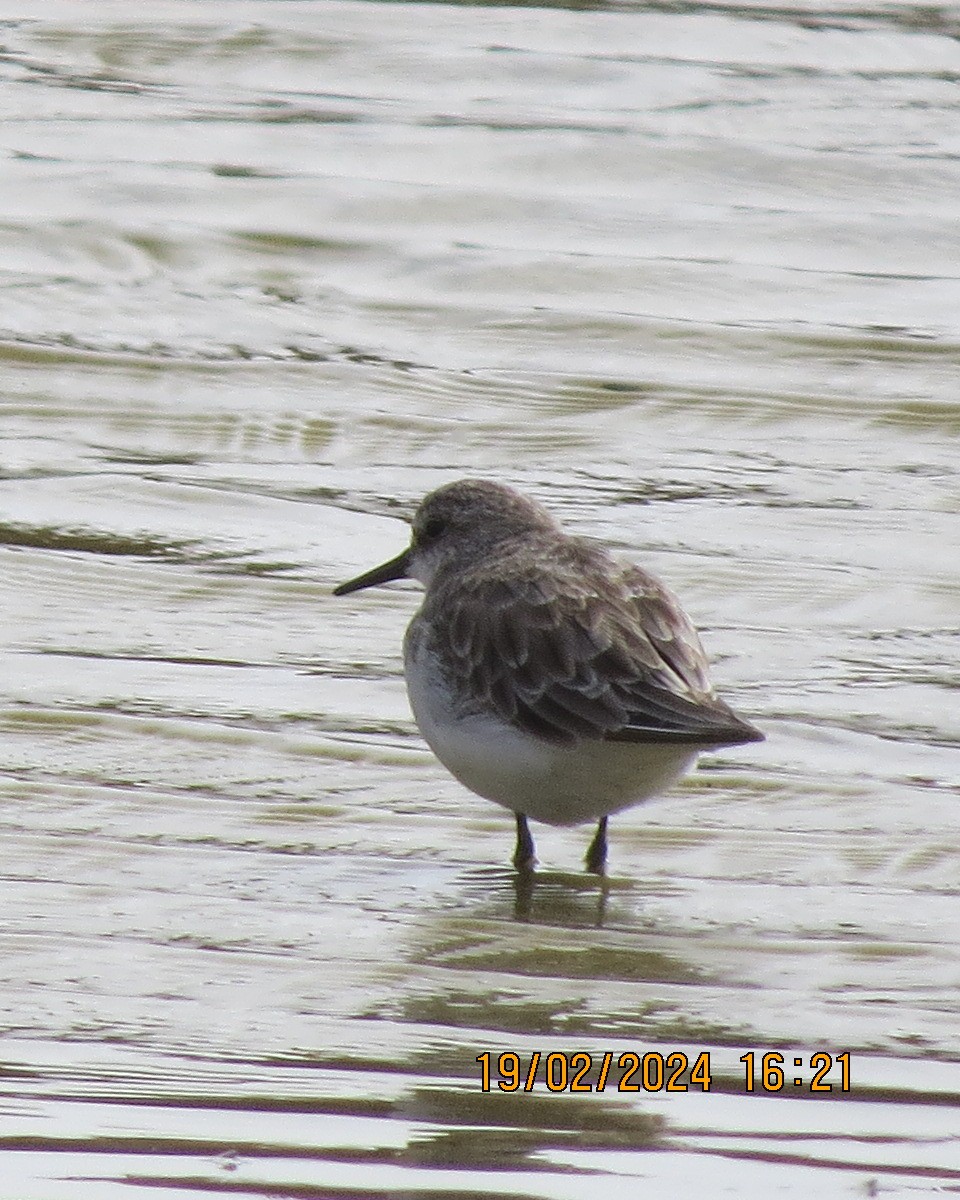 Little Stint - ML616502269