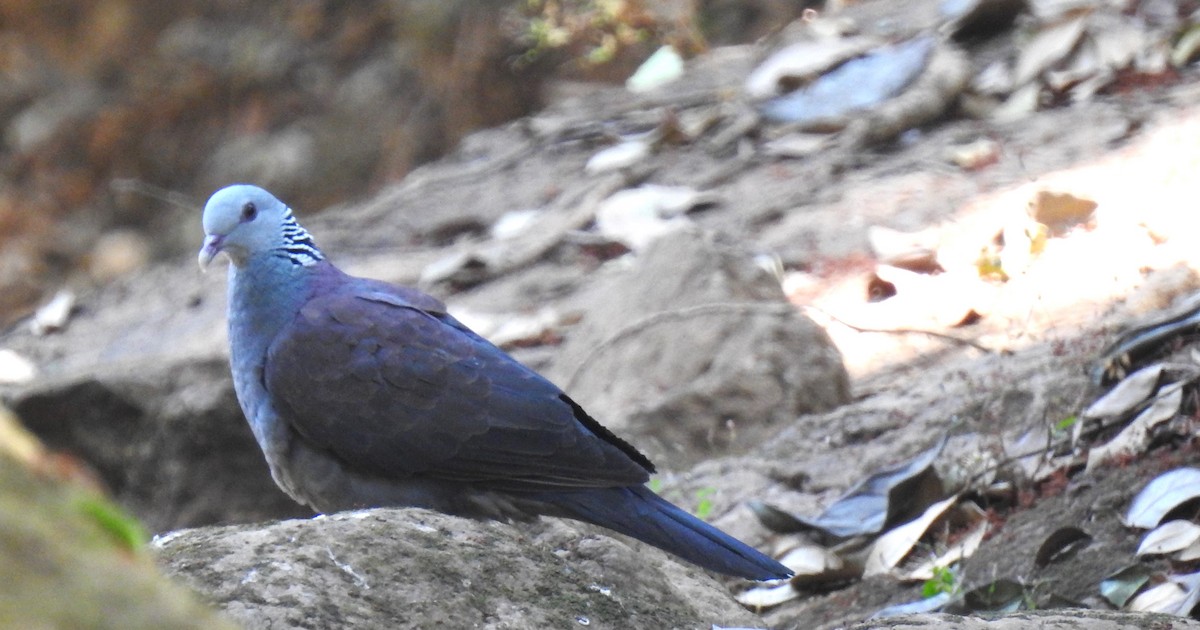 Nilgiri Wood-Pigeon - ML616502275