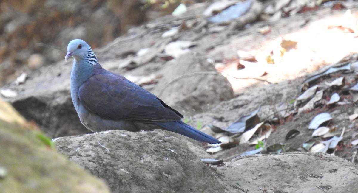 Nilgiri Wood-Pigeon - ML616502276