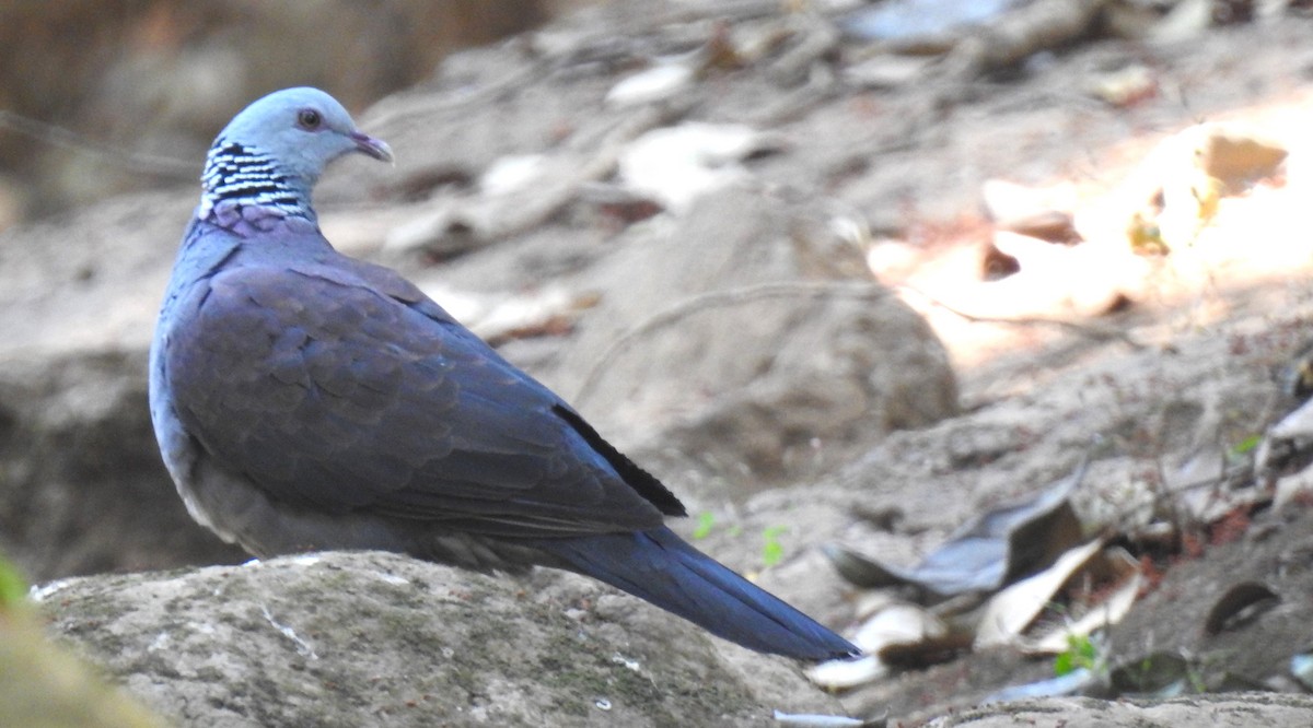 Nilgiri Wood-Pigeon - ML616502277