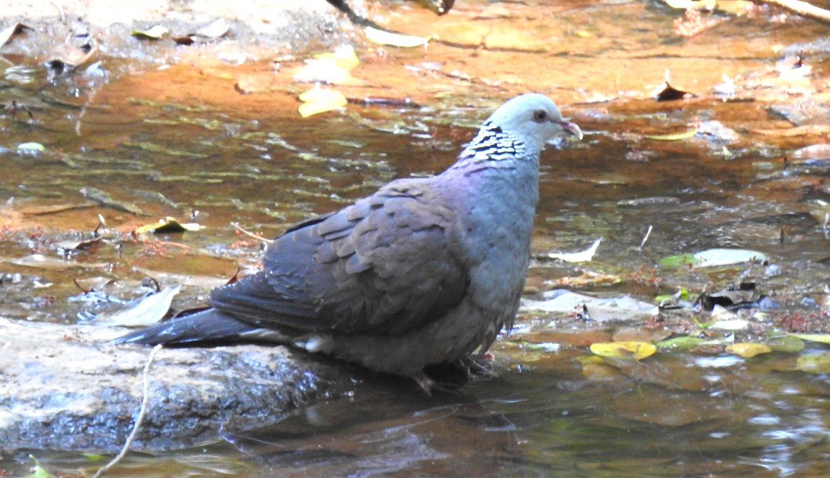 Nilgiri Wood-Pigeon - ML616502278