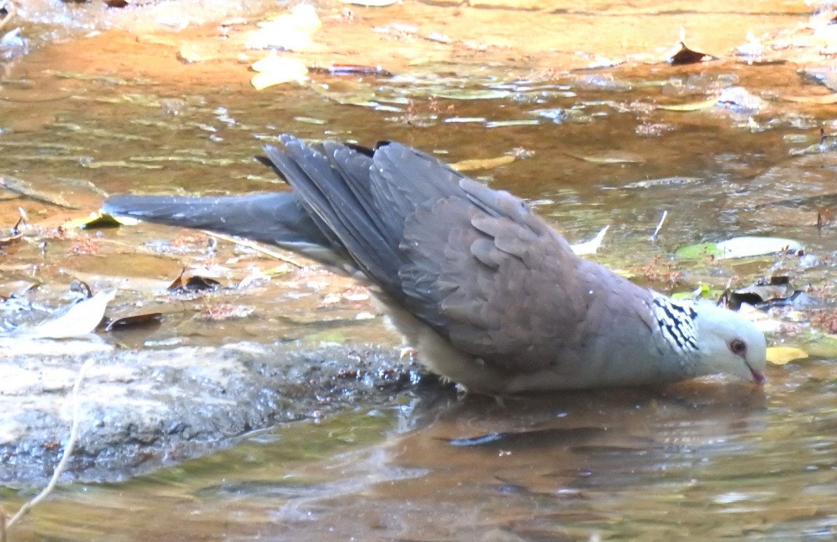 Nilgiri Wood-Pigeon - ML616502280