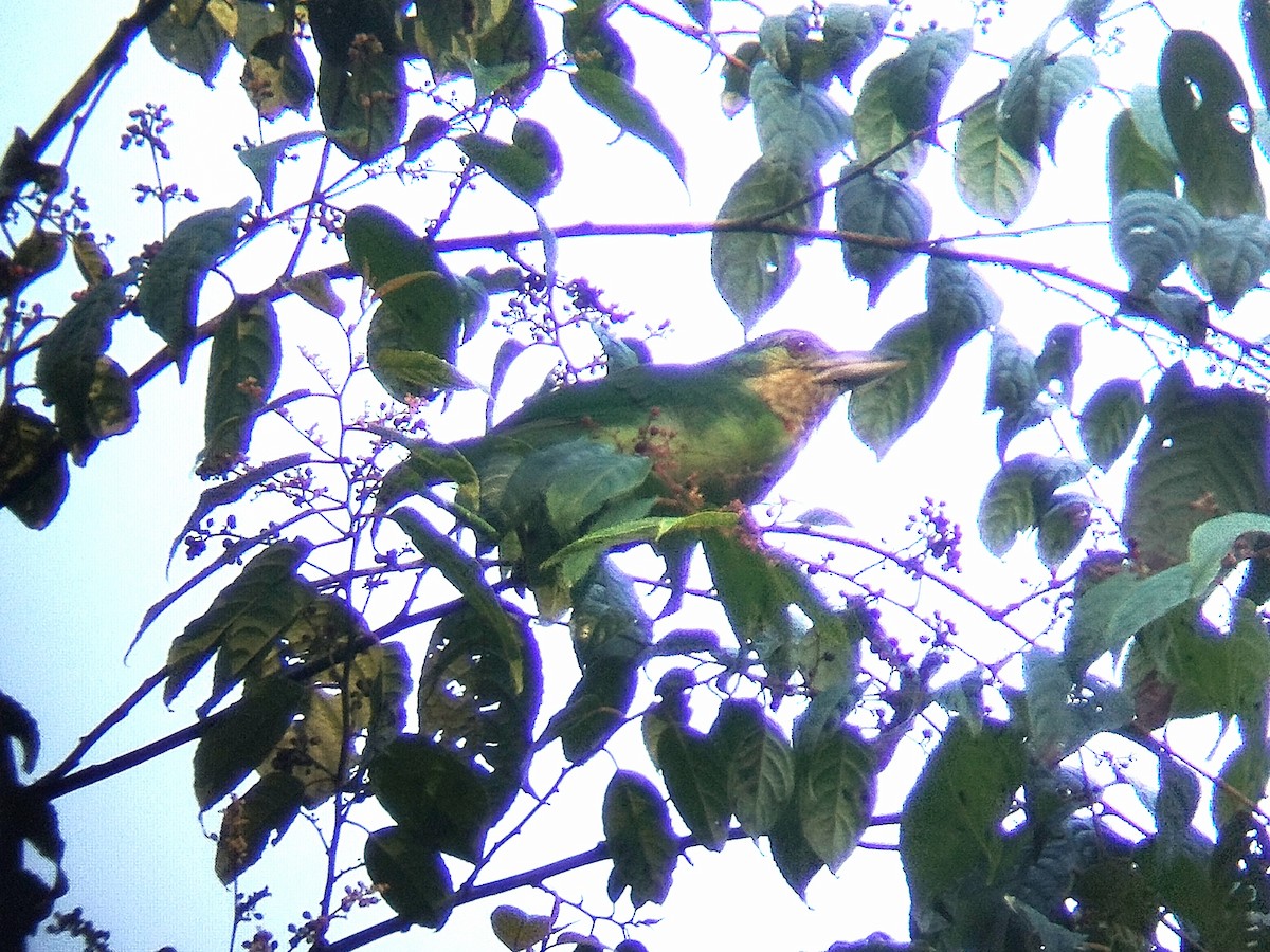 Borneobartvogel - ML616502294