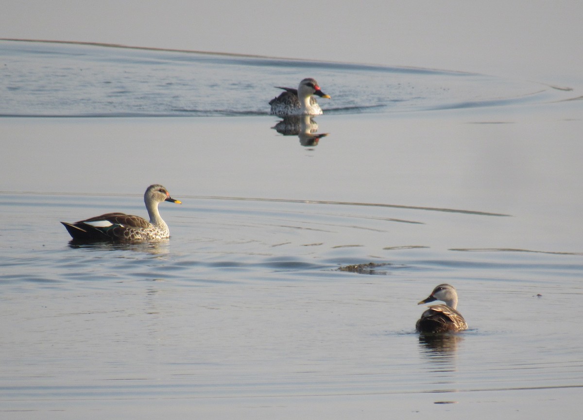 Indian Spot-billed Duck - Kalaimani Ayuthavel