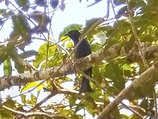 Hair-crested Drongo (Bornean) - ML616502326