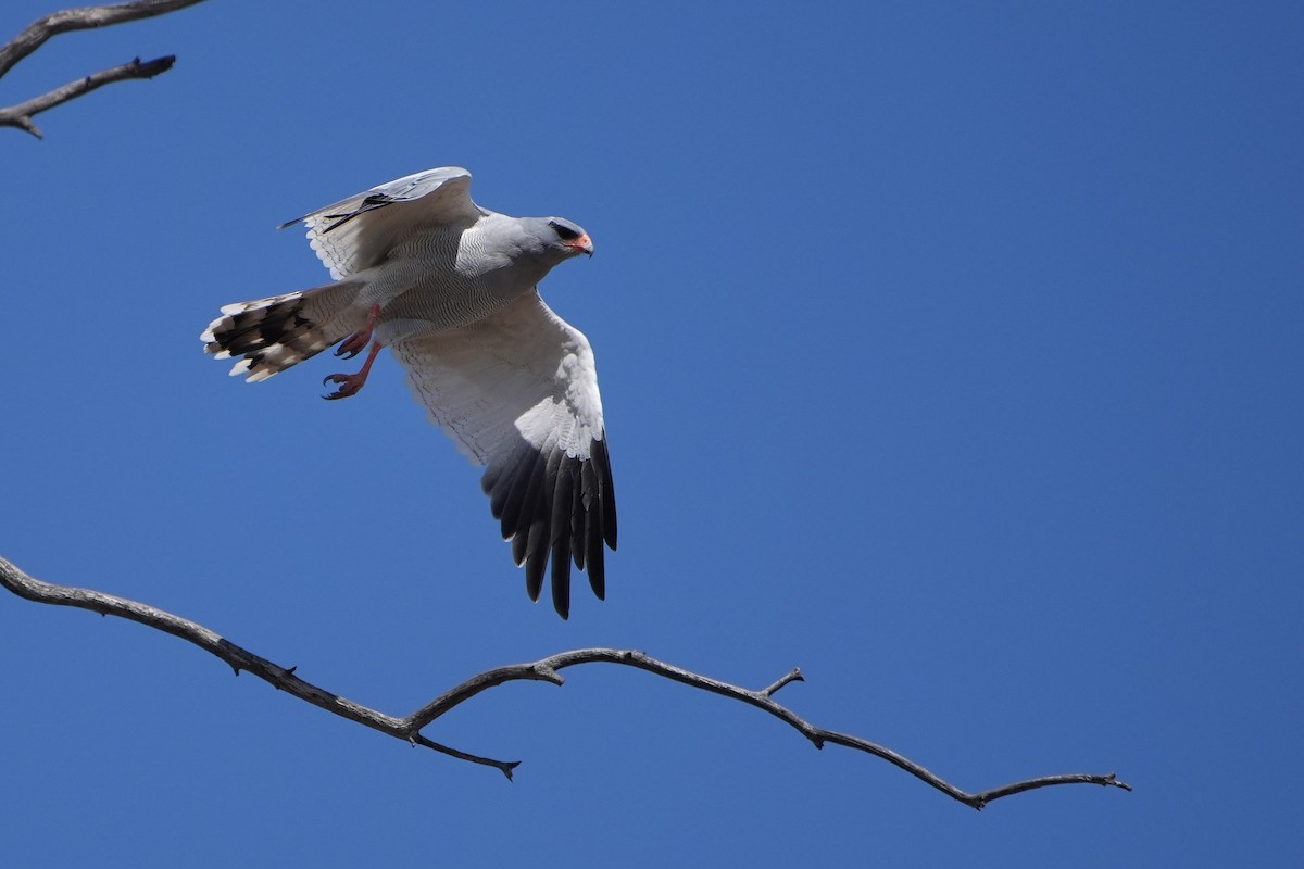 Pale Chanting-Goshawk - ML616502336