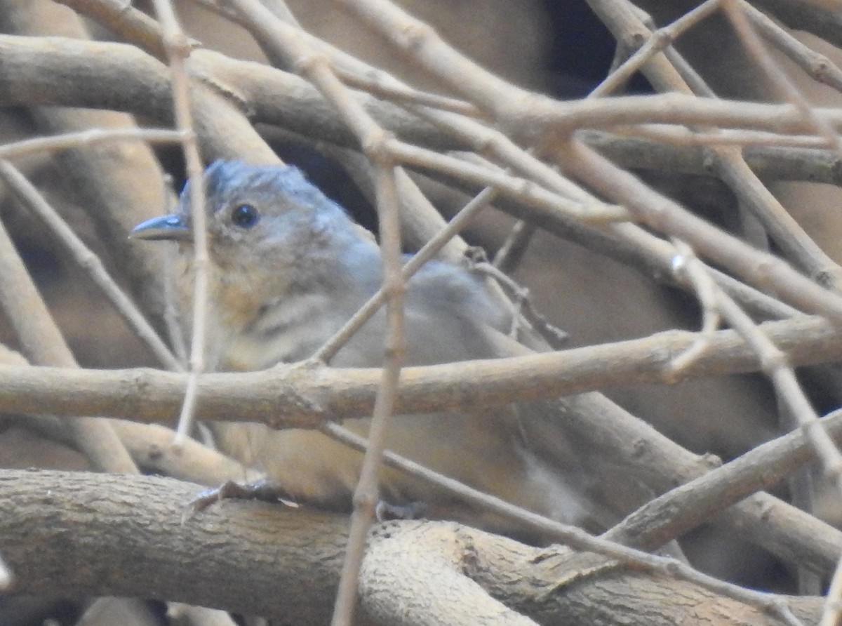 Brown-cheeked Fulvetta - ML616502338