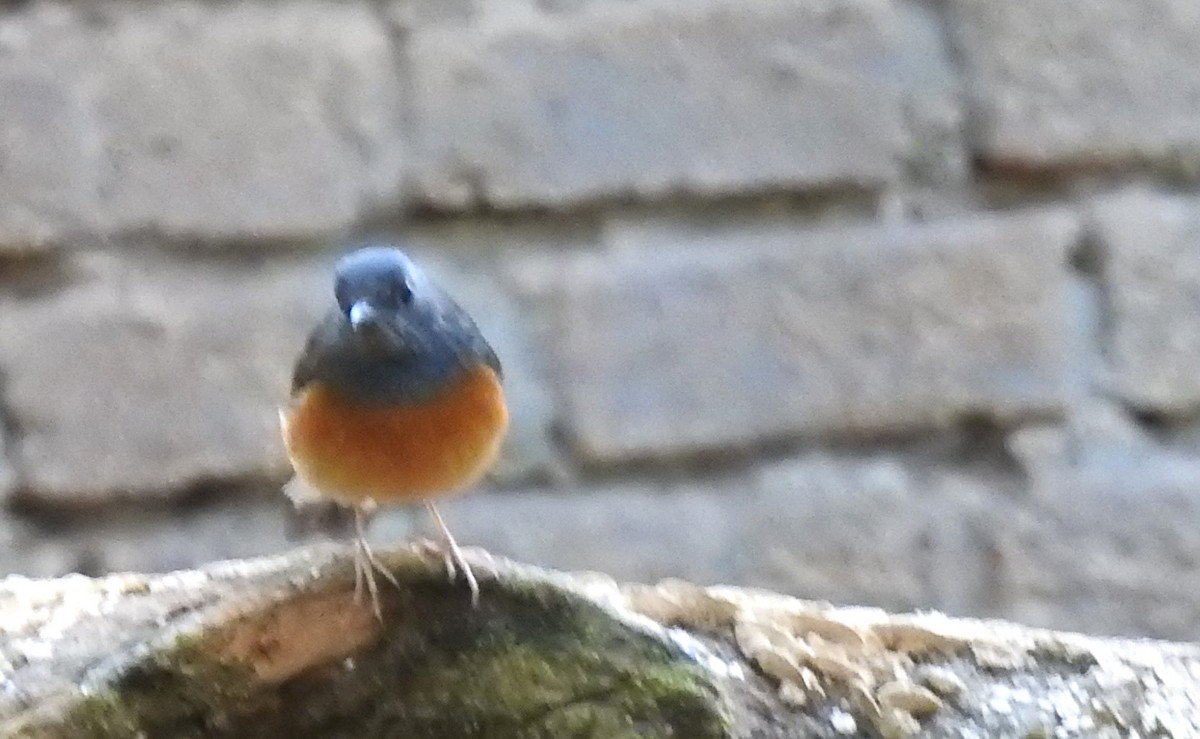 White-rumped Shama - ML616502346