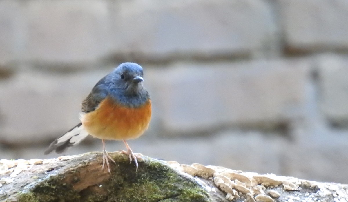 White-rumped Shama - ML616502349