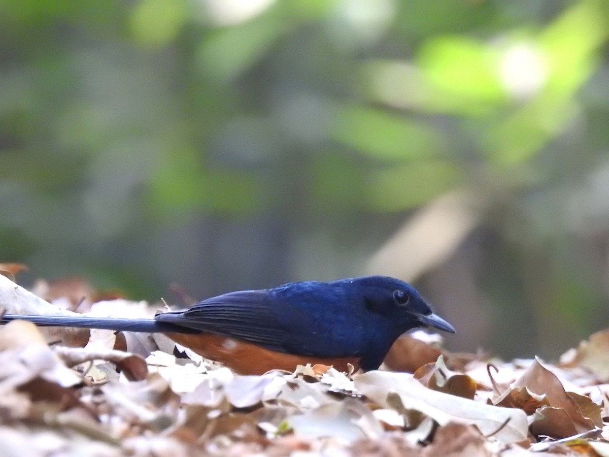 White-rumped Shama - ML616502350