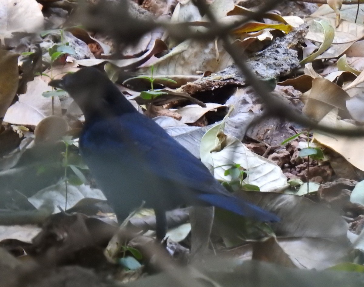 Malabar Whistling-Thrush - Dr Mita Gala