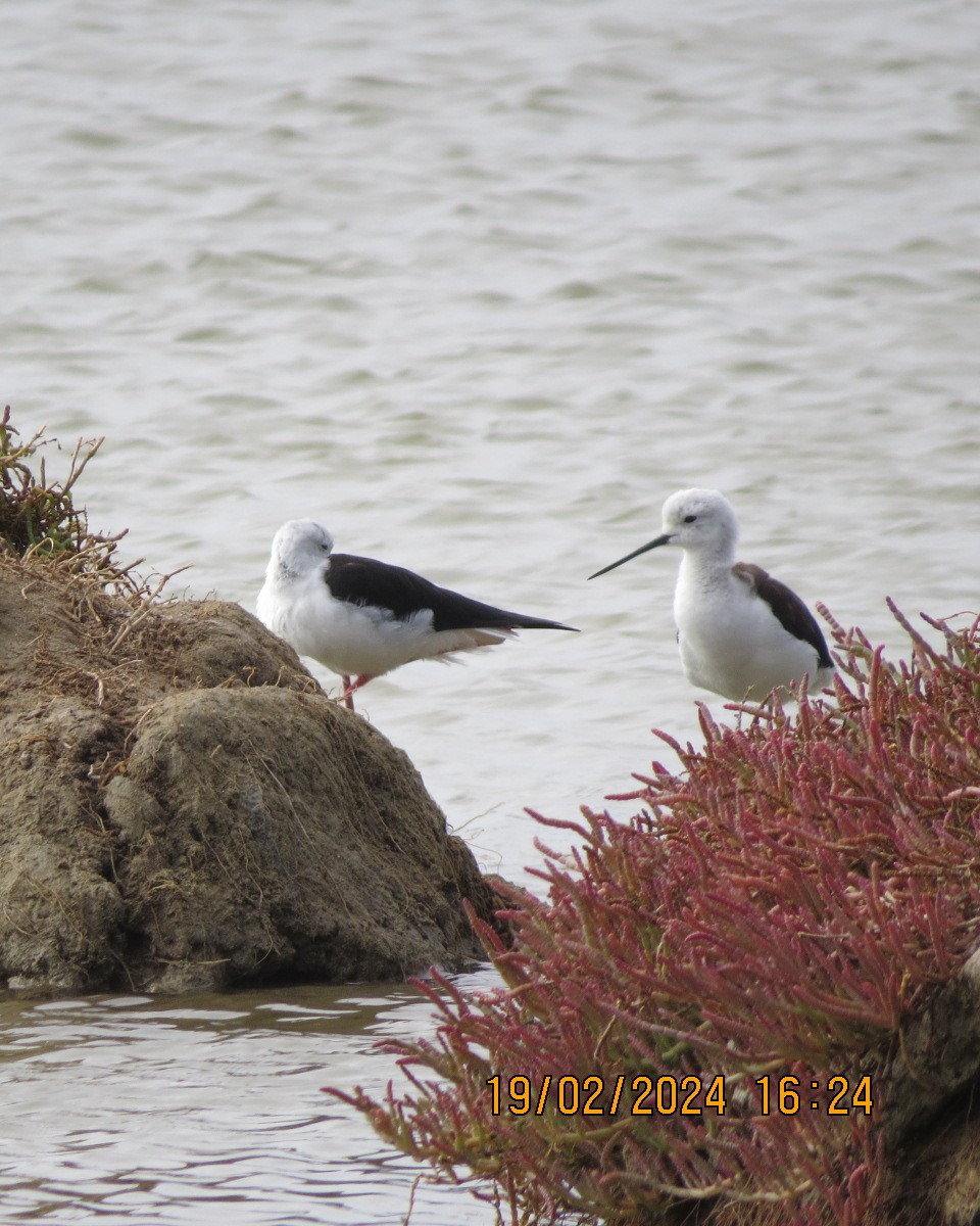 Black-winged Stilt - ML616502357