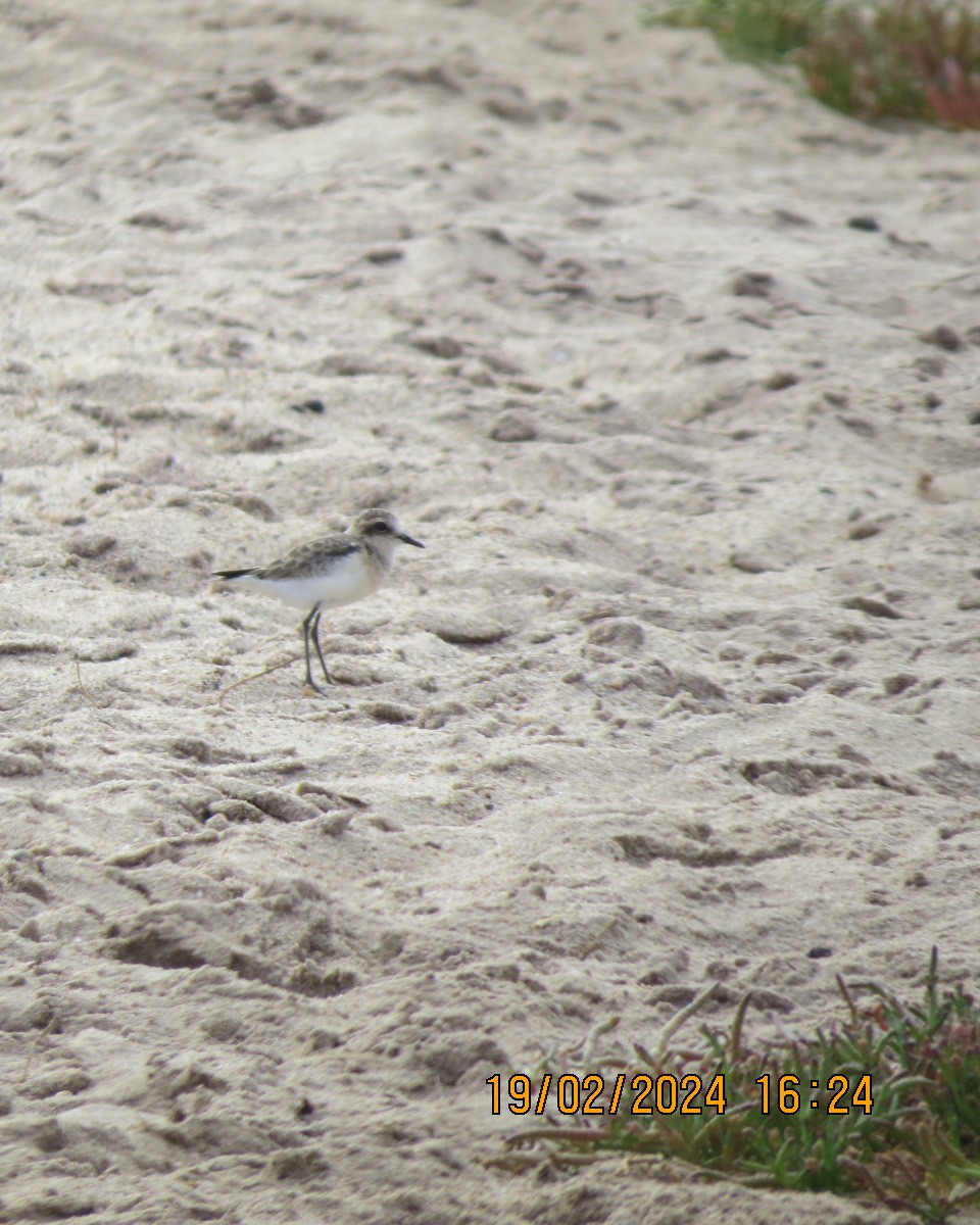 Kittlitz's Plover - ML616502359