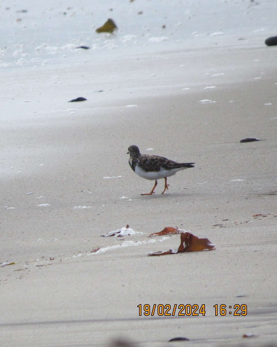 Ruddy Turnstone - ML616502365