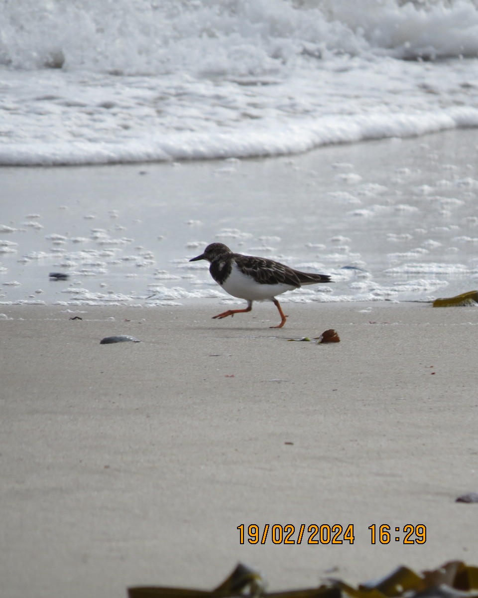 Ruddy Turnstone - ML616502366