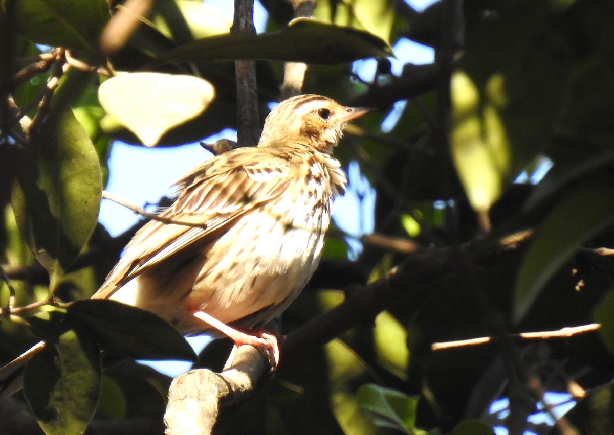 Pipit à dos olive - ML616502379