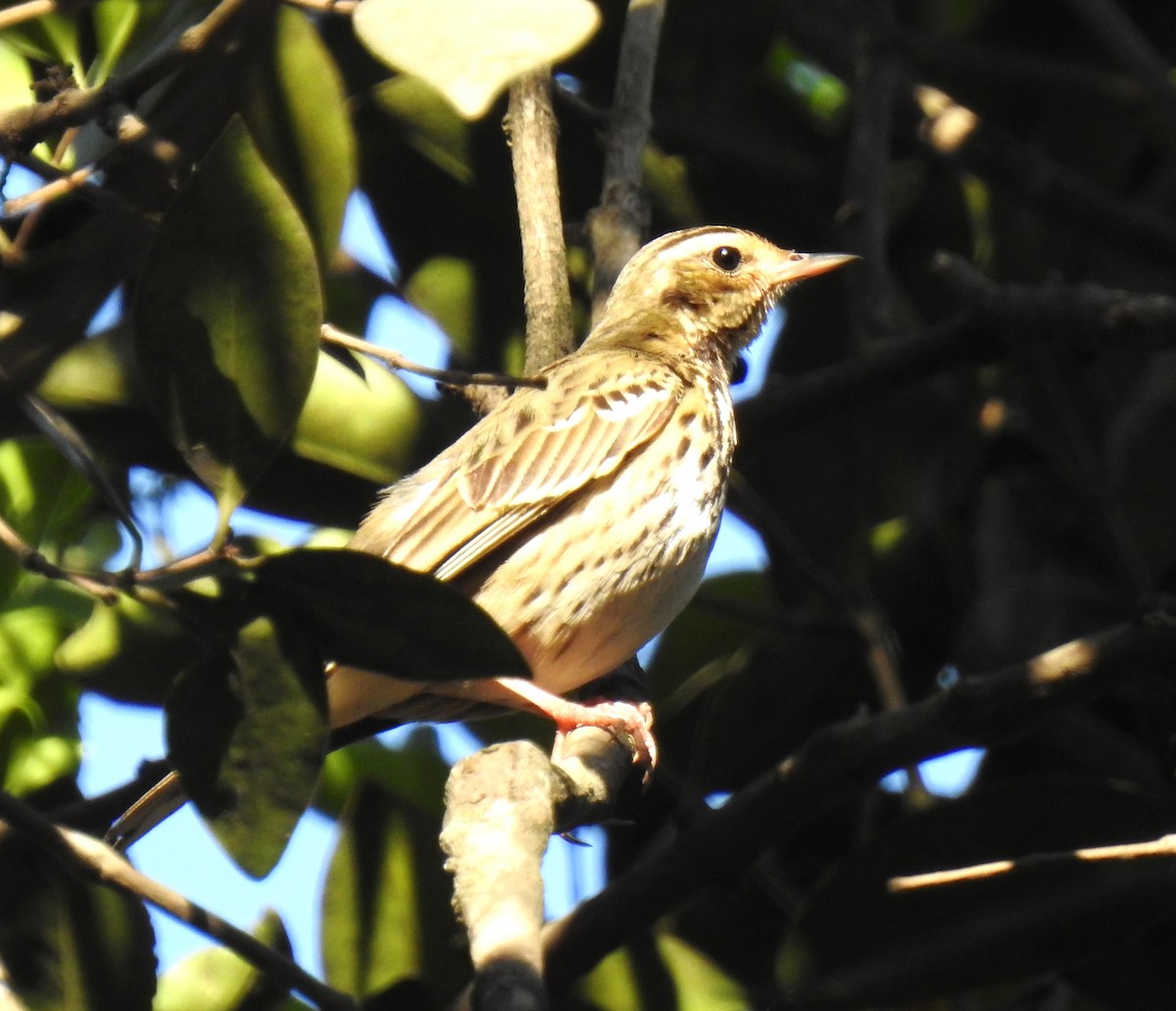 Pipit à dos olive - ML616502380