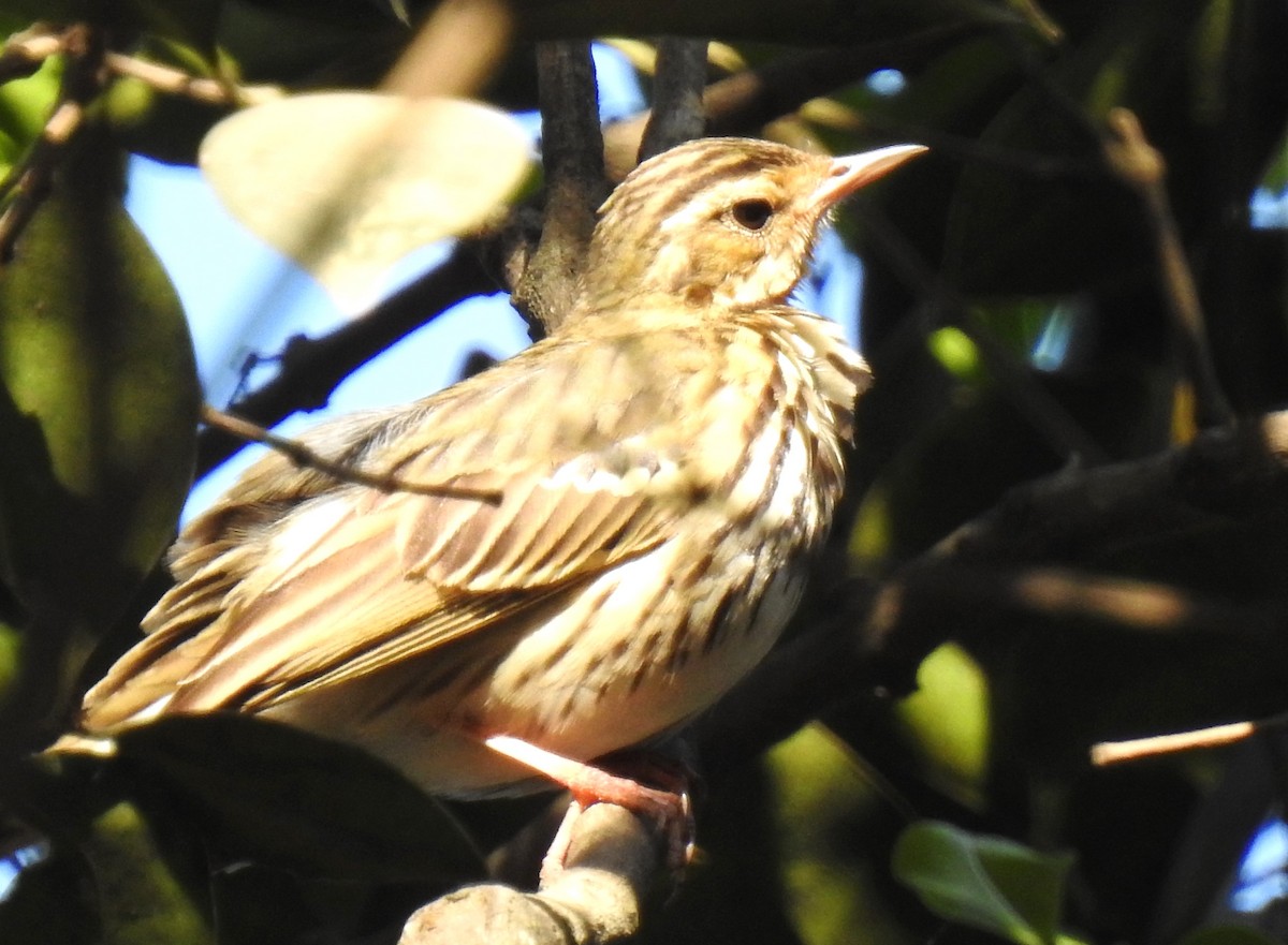 Pipit à dos olive - ML616502381