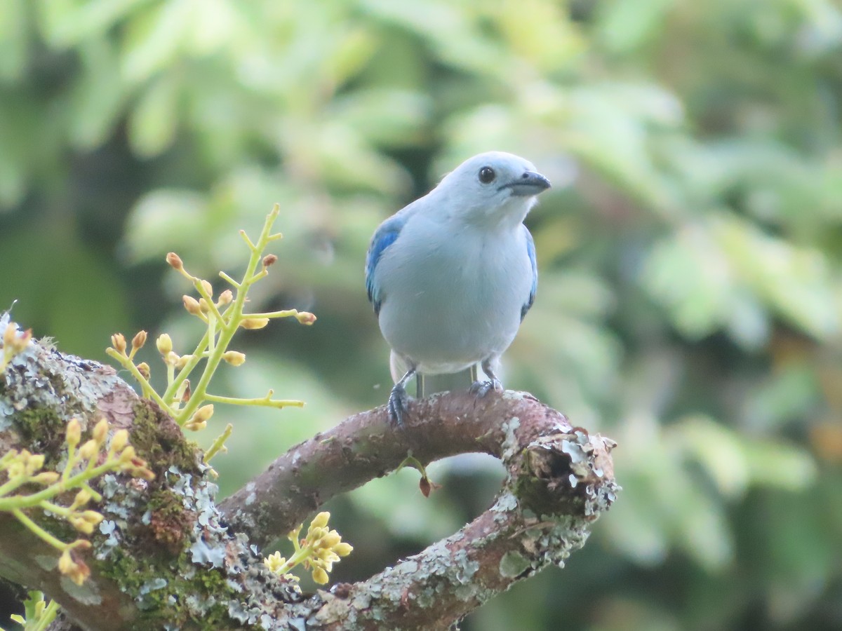 Blue-gray Tanager - ML616502396