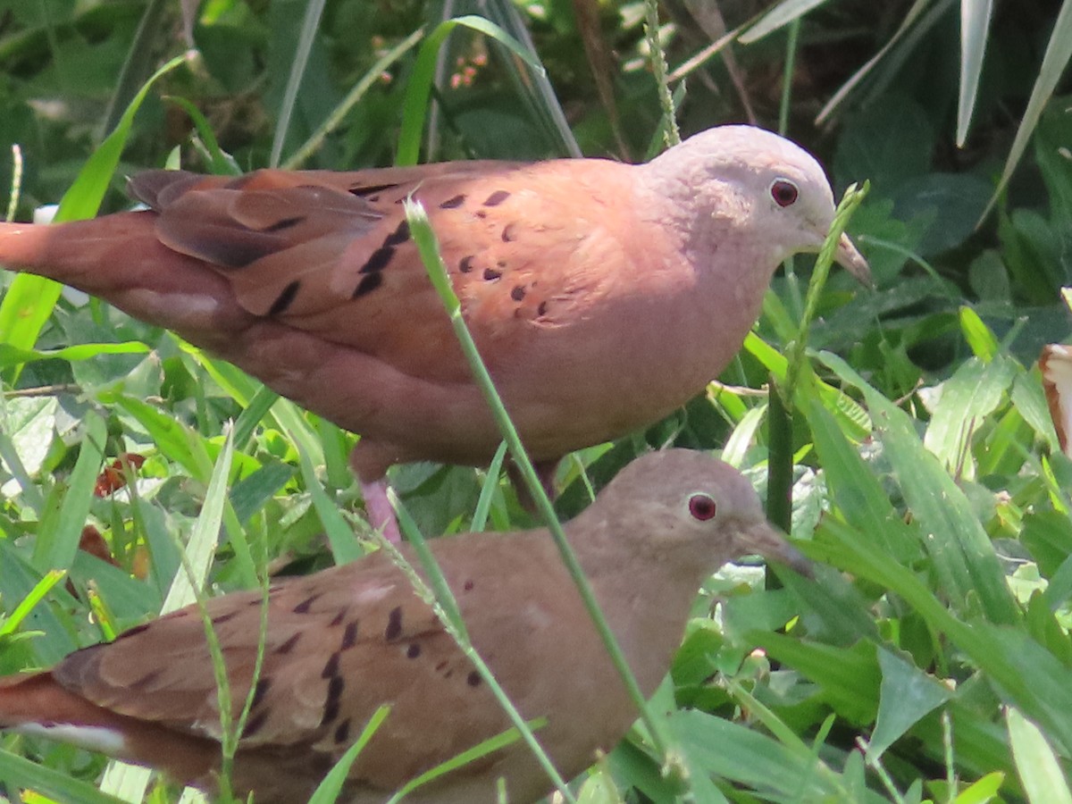 Ruddy Ground Dove - ML616502414