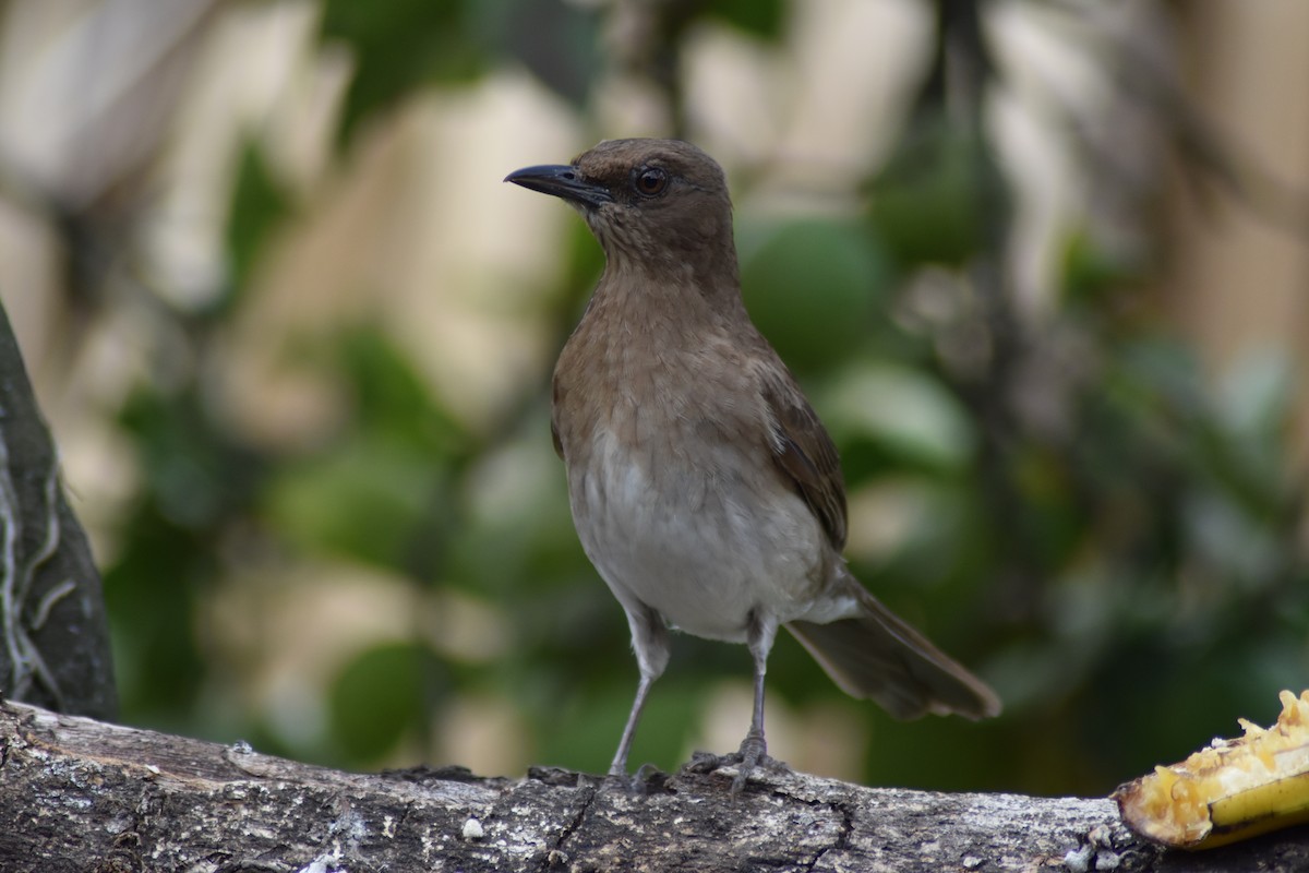 Black-billed Thrush - ML616502434