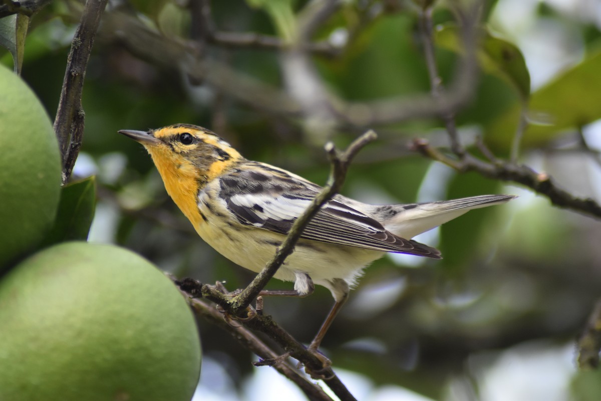 Blackburnian Warbler - ML616502441