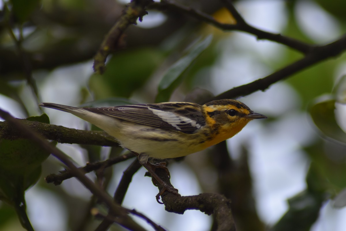 Blackburnian Warbler - ML616502442