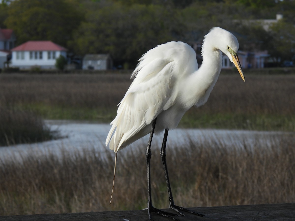 Great Egret - ML616502444