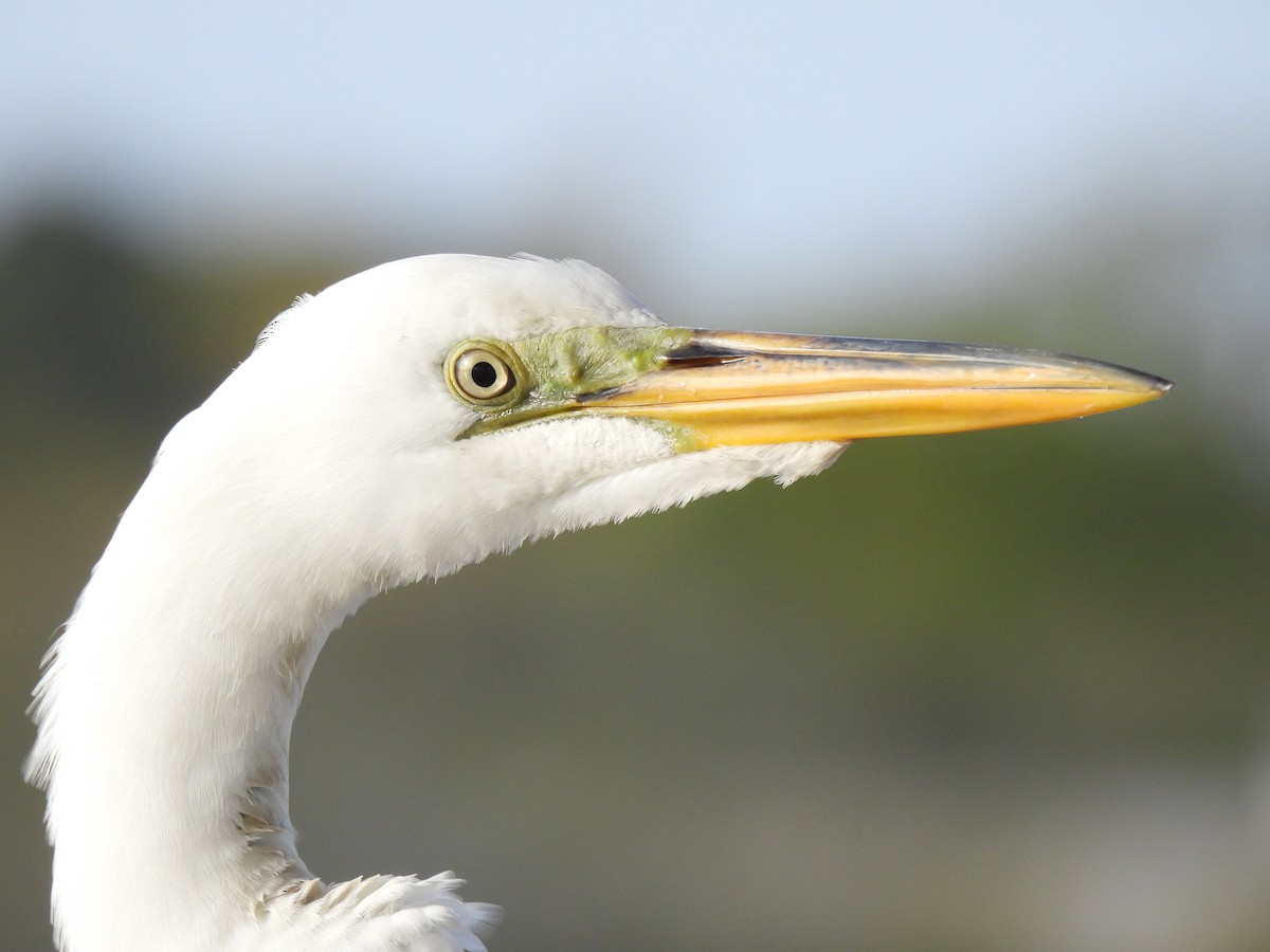 Great Egret - ML616502445