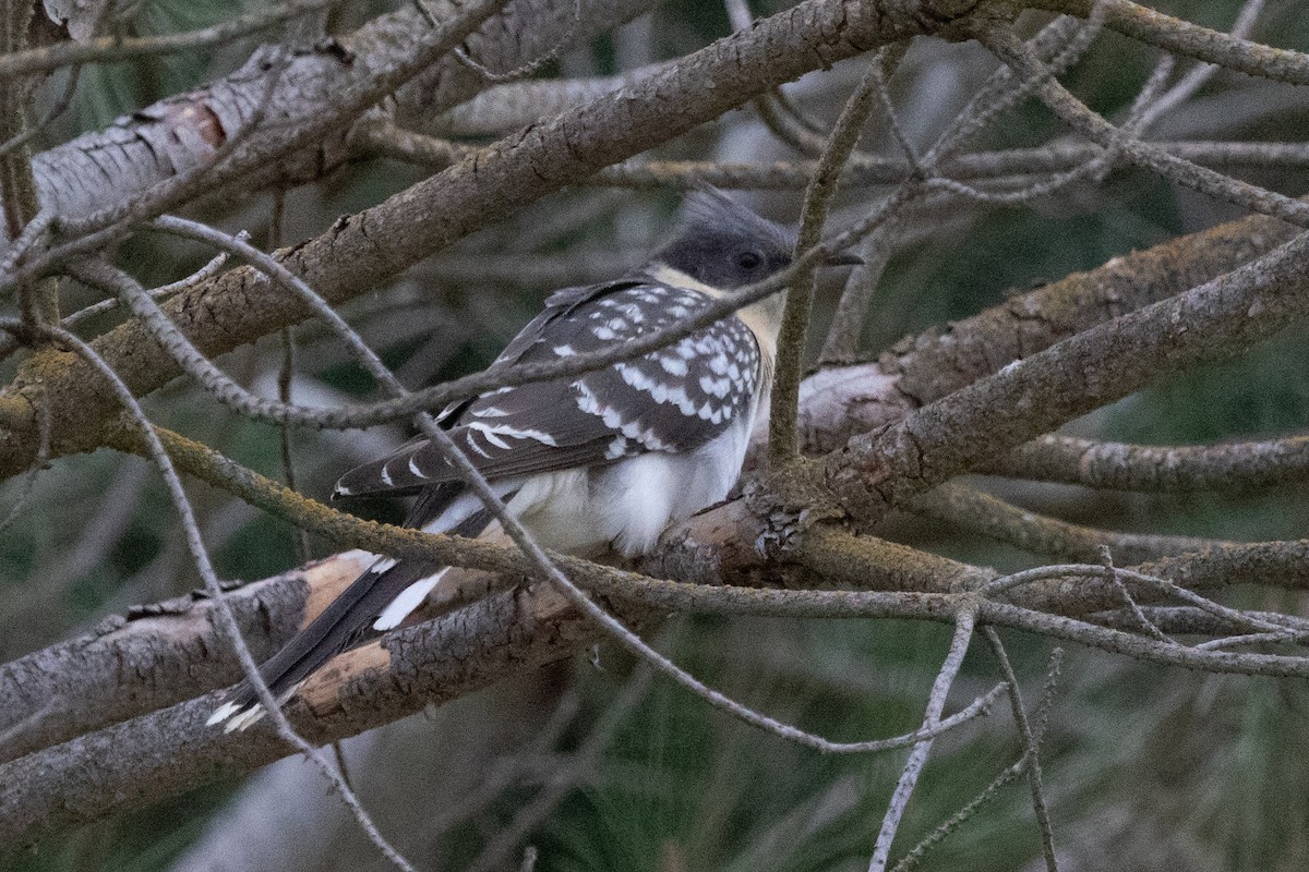 Great Spotted Cuckoo - ML616502464